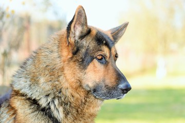 German Shepherd