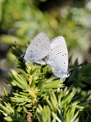 The blue winged butterfly Cupido minimus mating