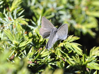 The blue winged butterfly Cupido minimus mating