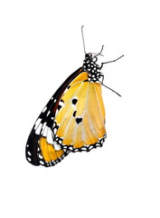 Monarch butterfly on white background