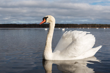 Fototapeta na wymiar White swans.