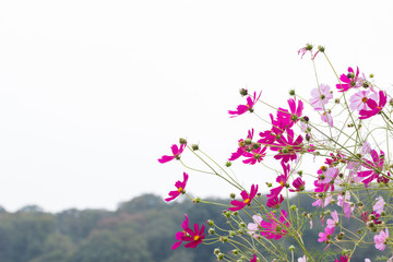 Blossom pink flower nature background.