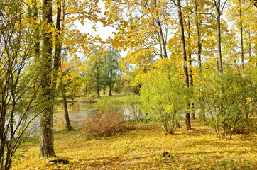 Autumn landscape  in the Alexander Park, Tsarskoye Selo, Saint-Petersburg, Russia
.
