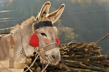 A donkey with red tassels waiting to be loaded with wood