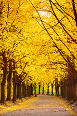 Beautiful autumn trees