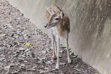 Portrait of Cheetal Spotted deer.