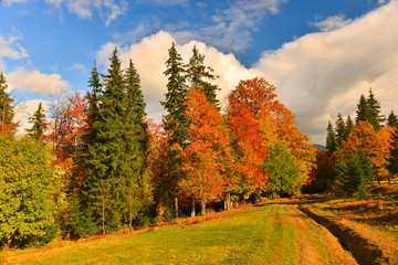 Naklejka premium Forest