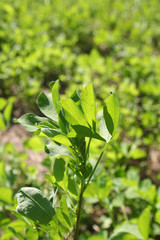 campo di erba medica illuminato dal sole