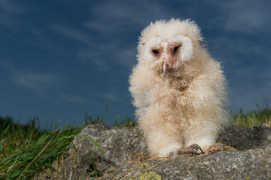 239 Best Chouette Effraie Images Stock Photos Vectors Adobe Stock