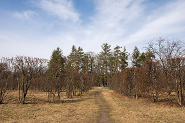 Spring landscape  in the Alexander Park, Tsarskoye Selo, Saint-Petersburg, Russia.