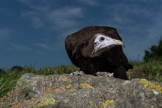 11 Best Bebe Vautour A Capuchon Images Stock Photos Vectors Adobe Stock 11 Best Bebe Vautour A Capuchon Images Stock Photos Vectors Adobe Stock