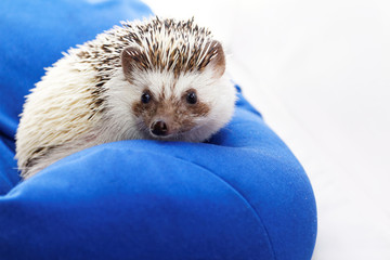 Cute hedgehog