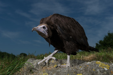 bebe Vautour a capuchon