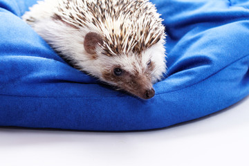 Cute hedgehog