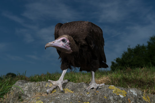 11 Best Bebe Vautour A Capuchon Images Stock Photos Vectors Adobe Stock