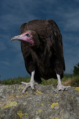 bebe Vautour a capuchon