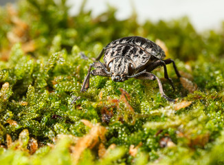 Beetle on forest floor