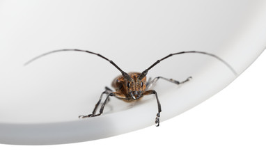 Front view of resting beetle