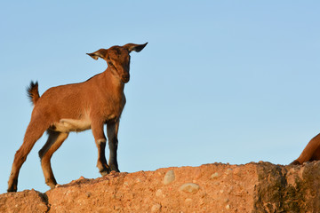 Brown dwarf goat