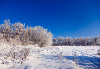 Winter Landscape 