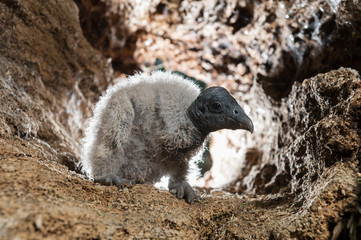 Condor