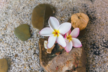 Obraz na płótnie Canvas Touching nature with relaxing and peaceful with flower plumeria or frangipani decorated on water and pebble rock in zen style for spa meditation mood