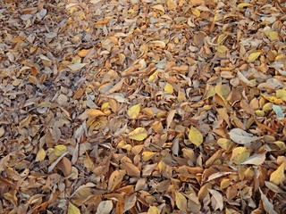 Herbstlaub