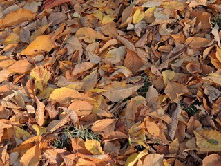 Herbstlaub