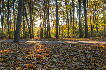 Fototapeta premium Beautiful autumn view of forest sunset road
