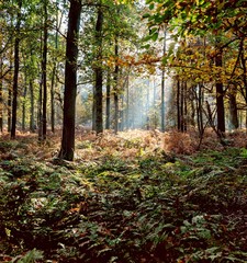 Autumn forrest.