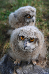 BB Hiboux Grands Ducs