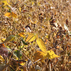 piante di soia in autunno illuminate dal sole