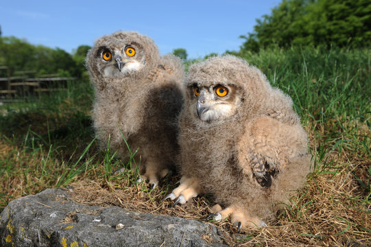 Bebe Hibou Grand Duc Images Browse 9 Stock Photos Vectors And Video Adobe Stock