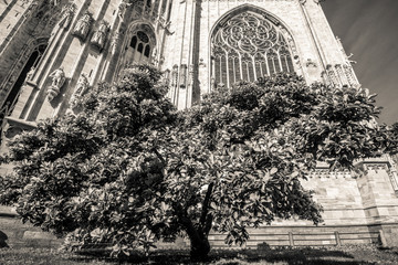 tree near Duomo Milan Italy - black and white photo