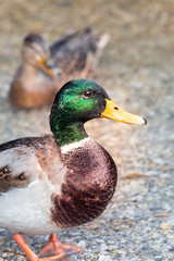 Stockenten-Mallard