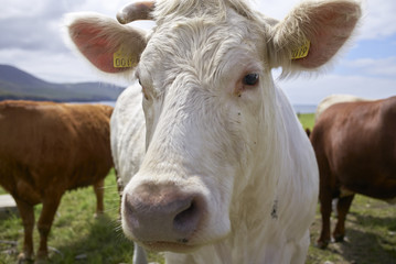 Irish cow at county kerry, ireland