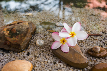 Naklejka na ściany i meble Touching nature with relaxing and peaceful with flower plumeria or frangipani decorated on water and pebble rock in zen style for spa meditation mood