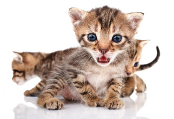 Obraz premium Little striped kittens