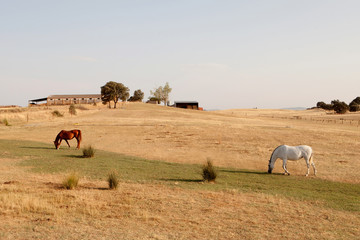 Two horses grazing in the meadow with dry grass