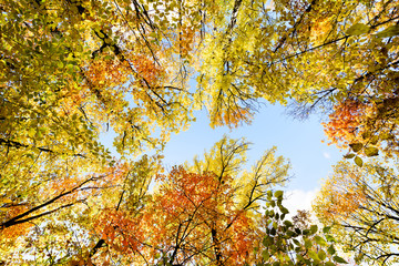 Fototapeta na wymiar Autumn Forest trees in gold colors. Fall season