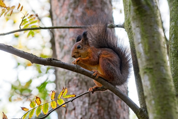 Naklejka na ściany i meble Eurasian red squirrel on tree