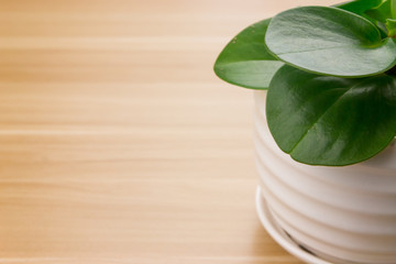 Potted plants on wooden desk