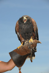 Buse de Harris adulte