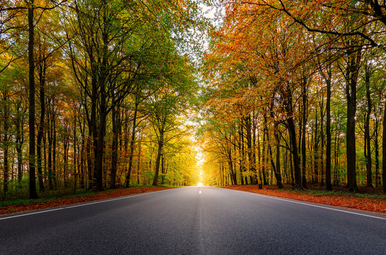 Fototapeta A beautiful road through a forest during autumn