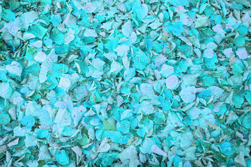 Close-up of pastel coloured leaves in autumn. These leaves are coloured in pastel cyan. The original leaves are on the ground in a public park in Hamburg, Germany.