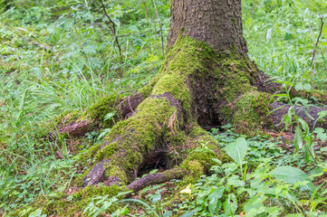 Корень дерева