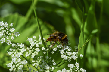 bumblebee taking nectar