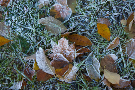 Frozen grass and leaves frozen in autumn park covered with hoarfrost