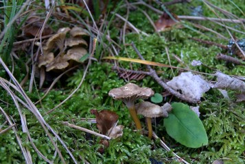 Champignons