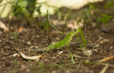 Baby Iguana walking on Forest Floor